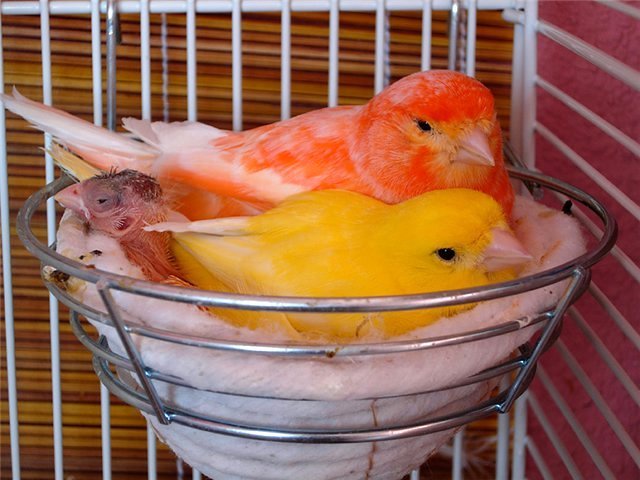 Содержание канареек и уход за ними в Короче