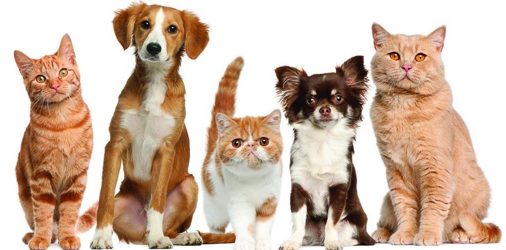 Доска объявлений о животных | ЗооТом - продажа, вязка и услуги для животных в Короче
