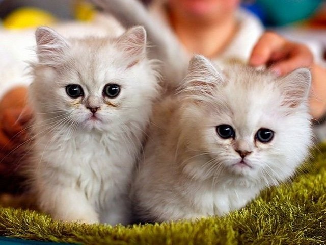 Породы кошек в Короче | ЗооТом портал о животных