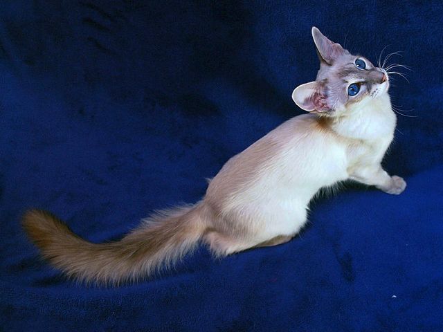 Выведенные породы кошек в Короче | ЗооТом портал о животных