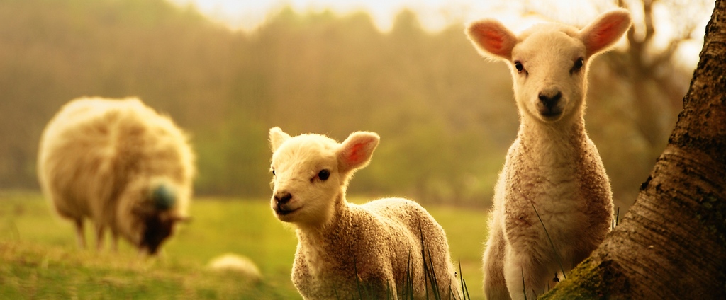 Объявления о сельскохозяйственных животных | ЗооТом - продажа, вязка и услуги для животных в Короче