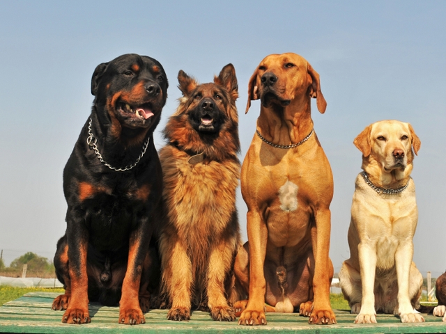 Крупные породы собак в Короче | ЗооТом портал о животных